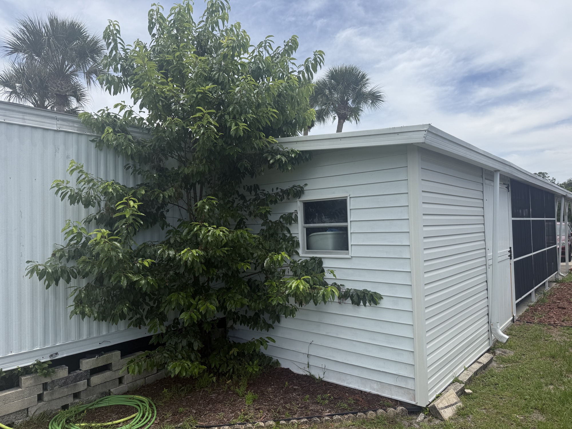 Lush side yard with a mature shade tree